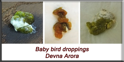 Devna Arora - Baby bird droppings